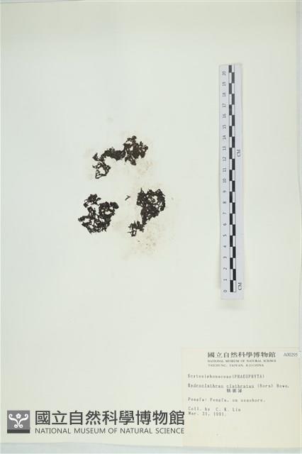 網胰藻藏品圖，第3張