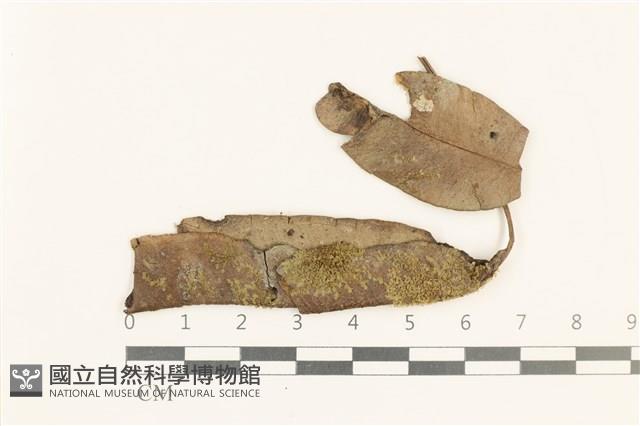 登錄號:B00019095藏品圖，第1張
