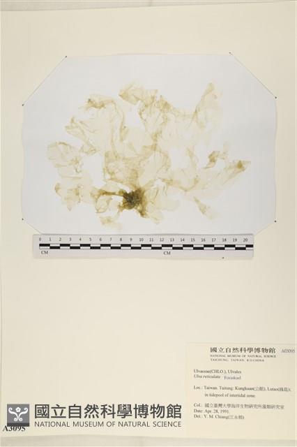 網石蓴藏品圖，第1張