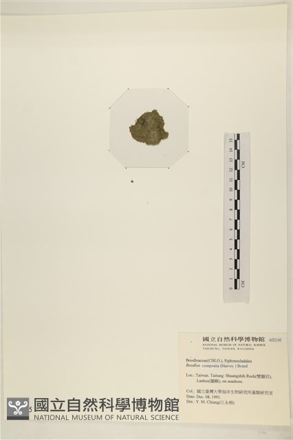 布氏藻藏品圖，第3張