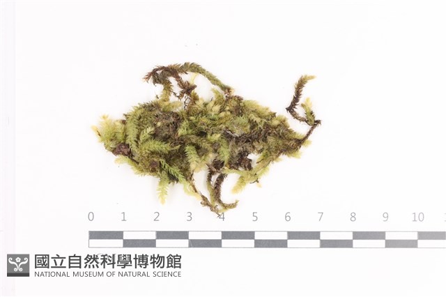 毛扭蘚藏品圖，第1張