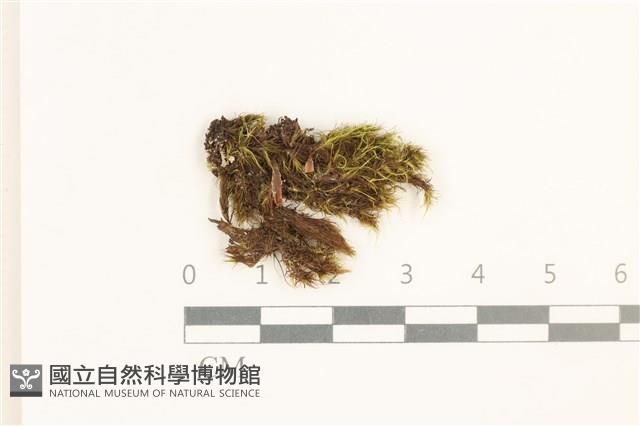 脆枝曲柄蘚藏品圖，第1張