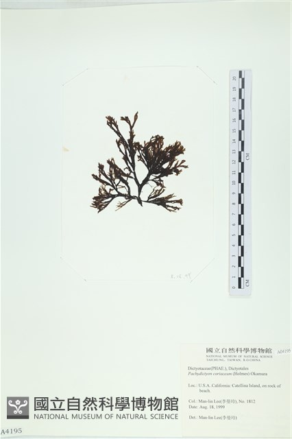 厚網目藻藏品圖，第3張