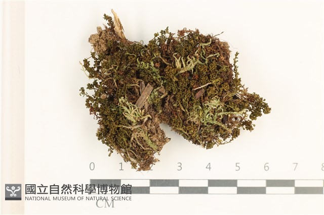 登錄號:B00012595藏品圖，第1張