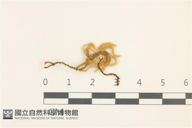 登錄號:B00009595藏品圖，第1張