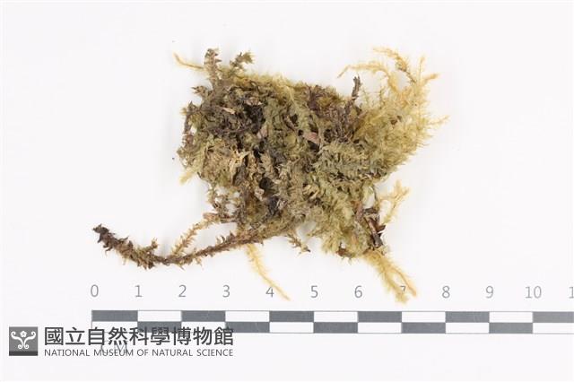 登錄號:B00014595藏品圖，第1張