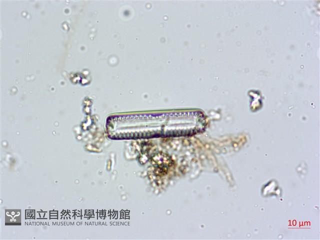 登錄號:A00004595藏品圖，第4張