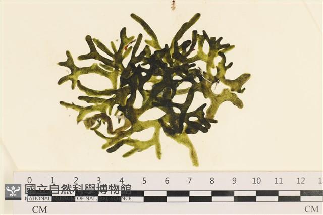 登錄號:A00005595藏品圖，第1張