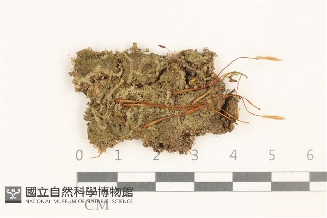 雙齒護蒴苔藏品圖，第1張
