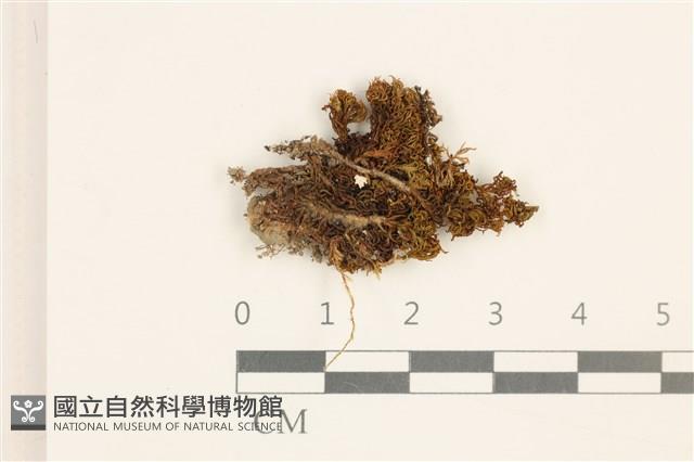 尖葉仙鶴蘚藏品圖，第1張