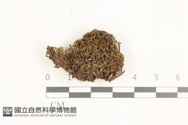 登錄號:B00019495藏品圖，第1張