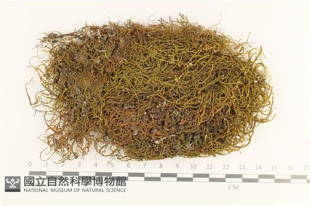 登錄號:B00009495藏品圖，第1張