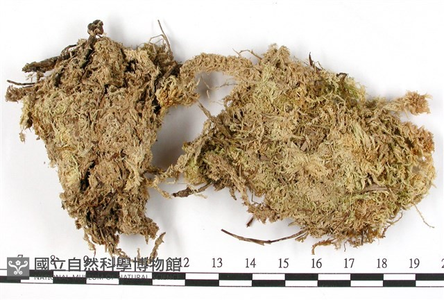 泛地泥炭蘚藏品圖，第1張