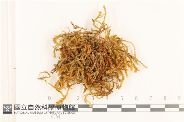 登錄號:B00000495藏品圖，第1張