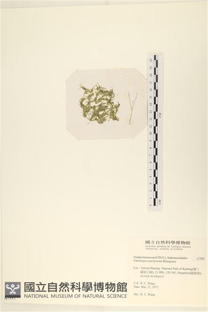 指枝藻藏品圖，第3張