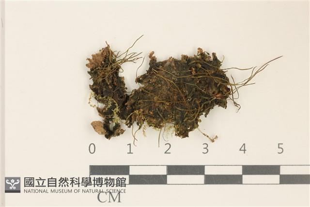 登錄號:B00012395藏品圖，第1張