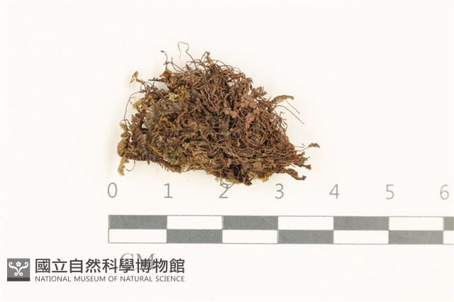 高山鞭苔藏品圖，第1張