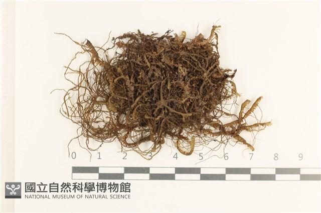 厚角鞭苔藏品圖，第1張