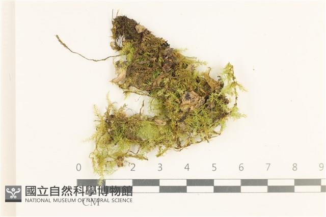 多疣懸蘚藏品圖，第1張