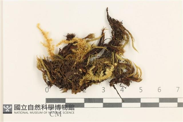 節莖曲柄蘚藏品圖，第1張