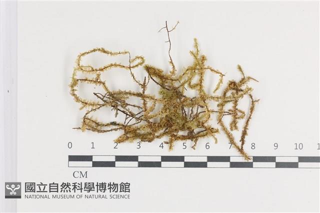 登錄號:B00011395藏品圖，第1張