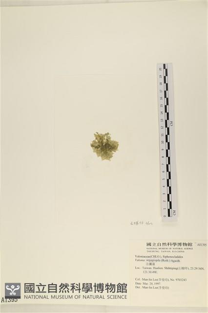 法囊藻藏品圖，第3張
