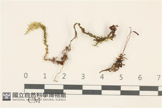 仙鶴蘚藏品圖，第1張