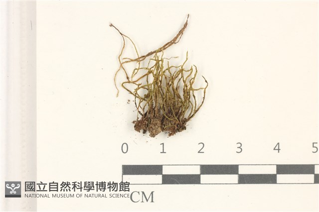 登錄號:B00003395藏品圖，第1張