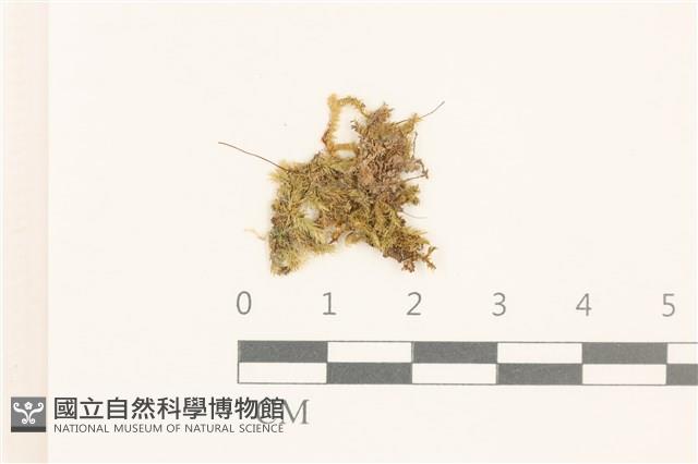 全緣小錦蘚藏品圖，第1張