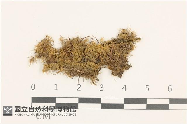 睫毛苔藏品圖，第1張