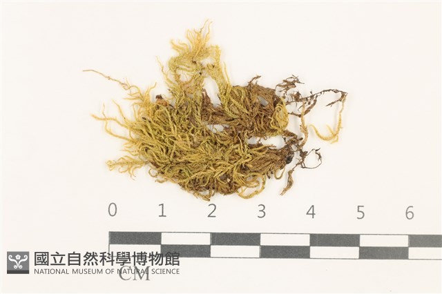 石地青蘚藏品圖，第1張