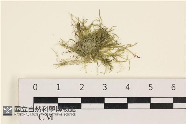 指枝藻藏品圖，第1張