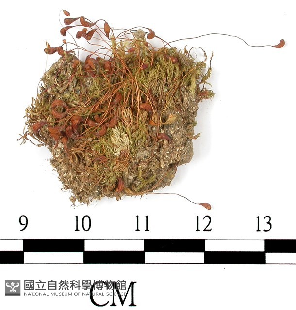 葫蘆蘚藏品圖，第1張