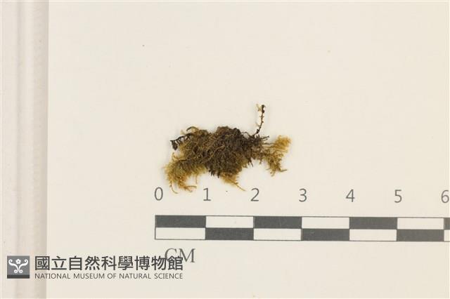 登錄號:B00009645藏品圖，第1張