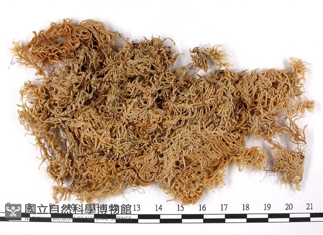 登錄號:B00003645藏品圖，第1張