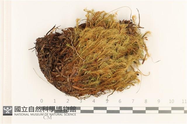 登錄號:B00006245藏品圖，第1張