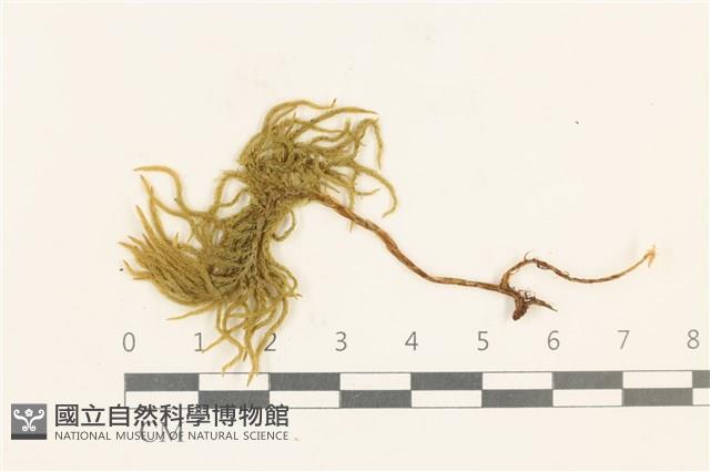 登錄號:B00005245藏品圖，第1張