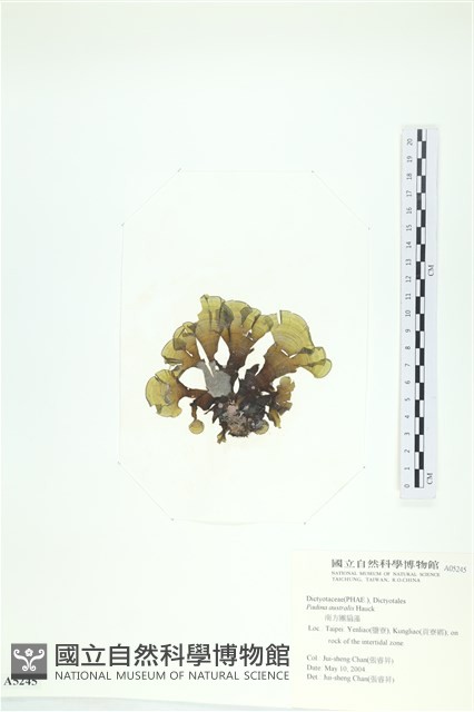 南方團扇藻藏品圖，第3張