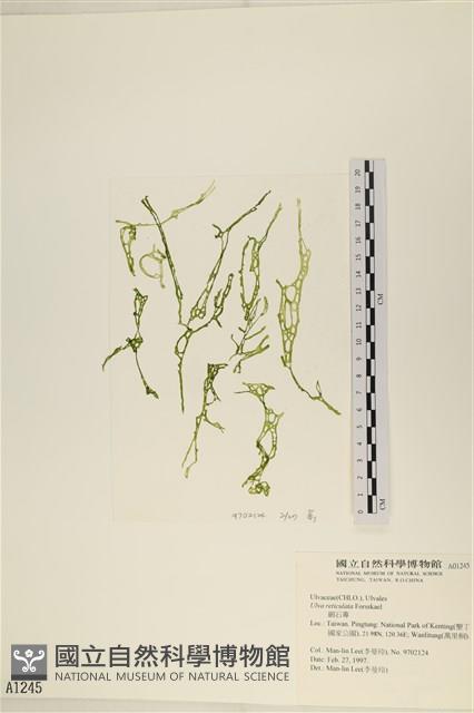 網石蓴藏品圖，第1張