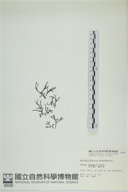 石牙藻, 石牙菜, 鐵釘菜藏品圖，第3張