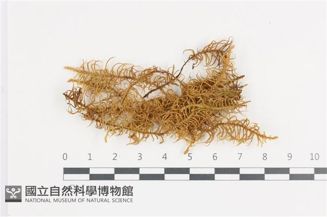 山羽蘚藏品圖，第1張
