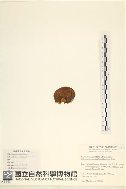 袋苔, 囊藻藏品圖，第3張