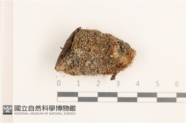 登錄號:B00015145藏品圖，第1張