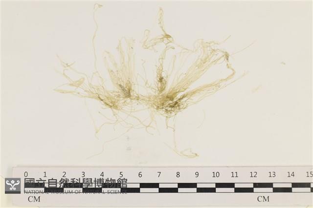 腸滸苔, 河石髮藏品圖，第1張
