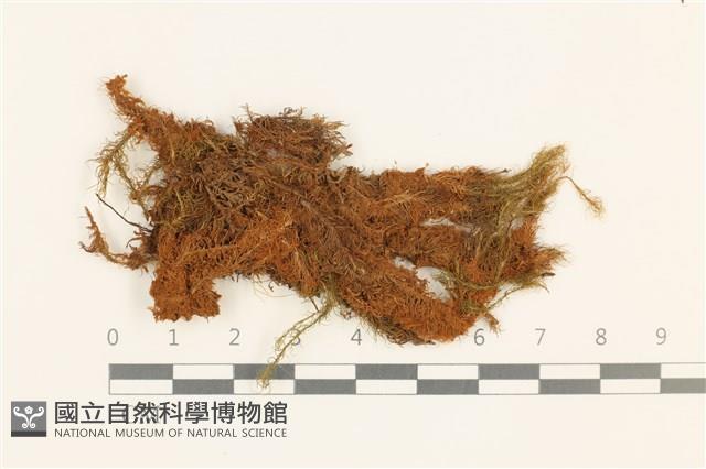 直葉珠蘚藏品圖，第1張