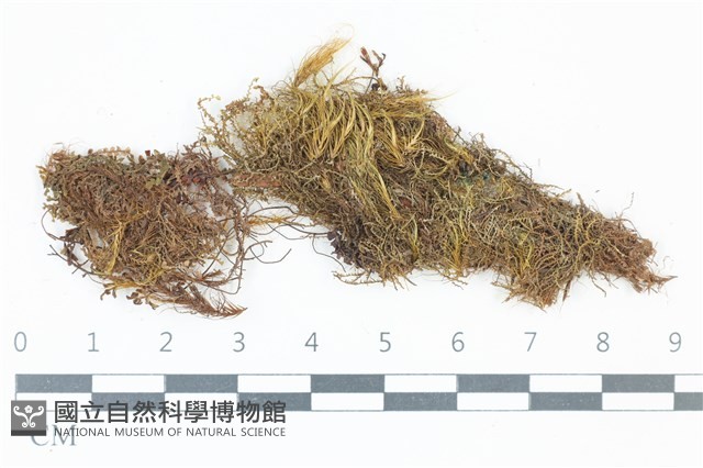 細葉青毛蘚藏品圖，第1張