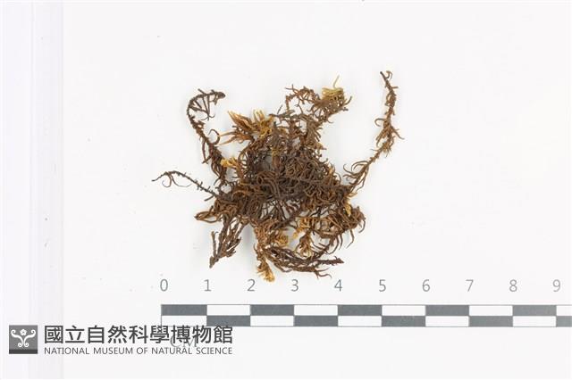山羽蘚藏品圖，第1張