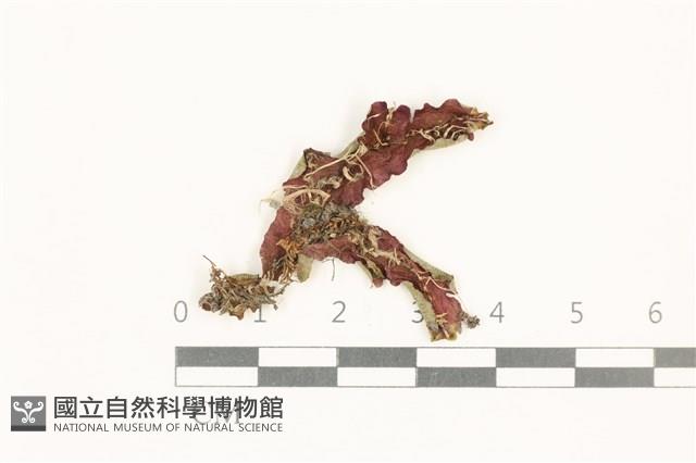 蛇苔藏品圖，第1張