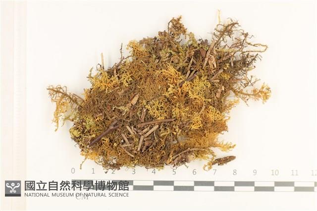 毛羽蘚藏品圖，第1張