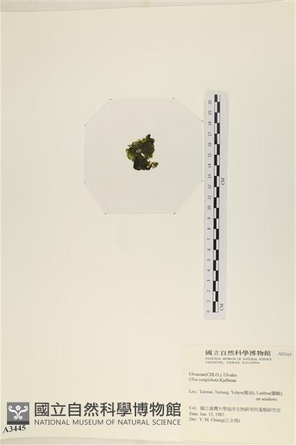 茶花石蓴, 牡丹菜藏品圖，第3張